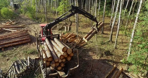 Timber loading, loading logs into a truck, timber processing, deforestation Stock Footage 101029733