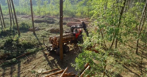 Timber loading, loading logs into a truck, timber processing, deforestation Stock Footage 101030246