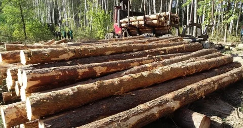 Timber loading, loading logs into a truck, timber processing, deforestation Stock Footage 101058204