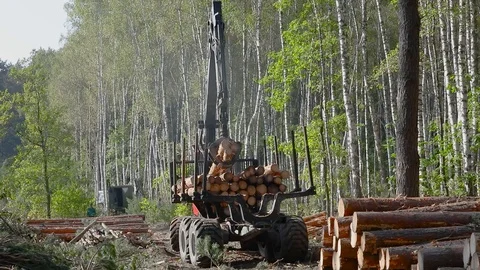 Timber loading, loading logs into a truck, timber processing, deforestation Stock Footage 101064231