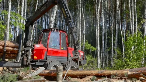 Timber loading, loading logs into a truck, timber processing, deforestation Stock Footage 101064355
