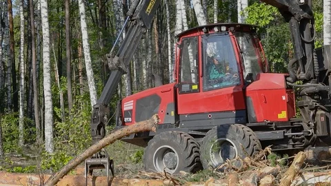 Timber loading, loading logs into a truck, timber processing, deforestation Stock Footage 101064614