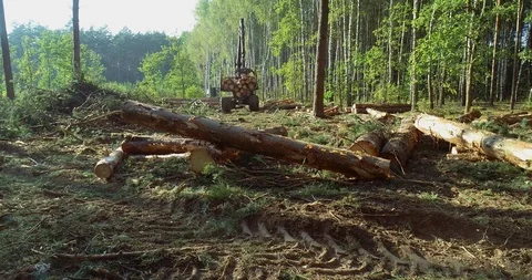 Timber loading, loading logs into a truck, timber processing, deforestation Stock Footage 101347516
