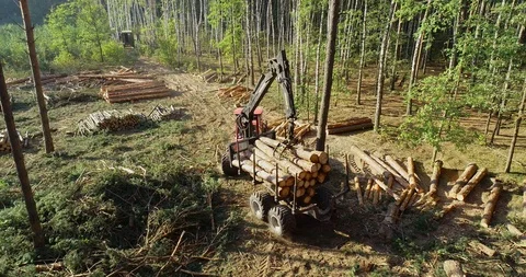 Timber loading, loading logs into a truck, timber processing, deforestation Stock Footage 101347983