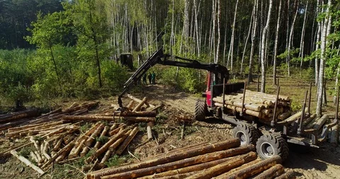 Timber loading, loading logs into a truck, timber processing, deforestation Stock Footage 101353470