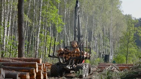 Timber loading, loading logs into a truck, timber processing, deforestation Stock Footage 101656721