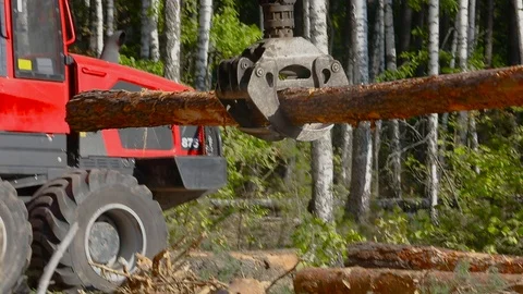 Timber loading, loading logs into a truck, timber processing, deforestation Stock Footage 101656937
