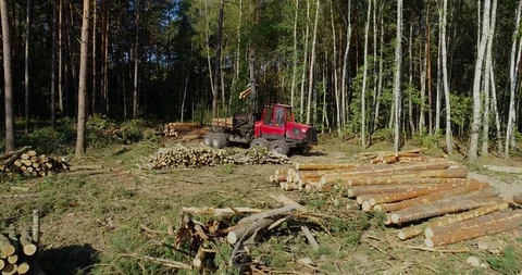 Timber loading, loading logs into a truck, timber processing, deforestation Stock Footage 101662538