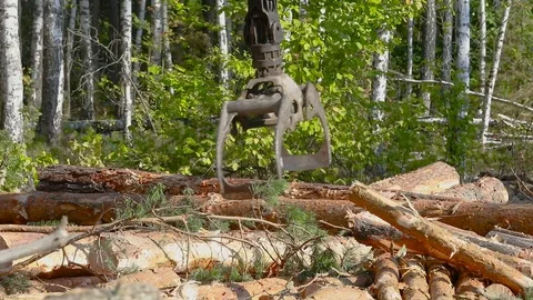 Timber loading, loading logs into a truck, timber processing, deforestation Stock Footage 102033314