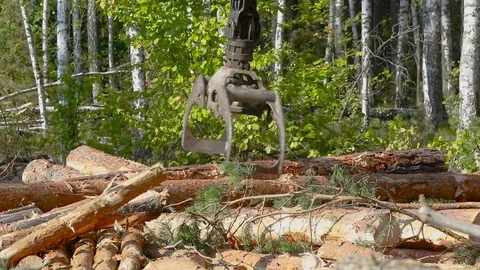 Timber loading, loading logs into a truck, timber processing, deforestation Stock Footage 102399072