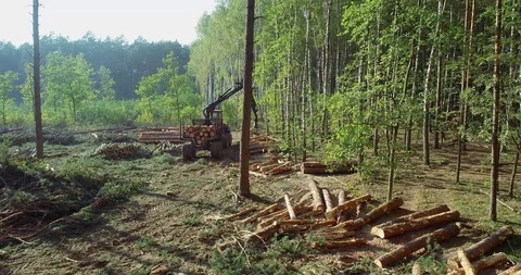 Timber loading, loading logs into a truck, timber processing, deforestation Stock Footage 102784813