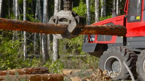 Timber loading, loading logs into a truck, timber processing, deforestation Stock Footage 102802814