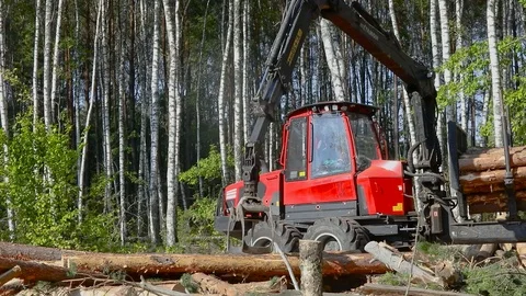 Timber loading, loading logs into a truck, timber processing, deforestation Stock Footage 103183183