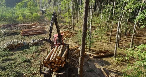 Timber loading, loading logs into a truck, timber processing, deforestation Stock Footage 103380115