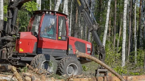 Timber loading, loading logs into a truck, timber processing, deforestation Stock Footage 103608831