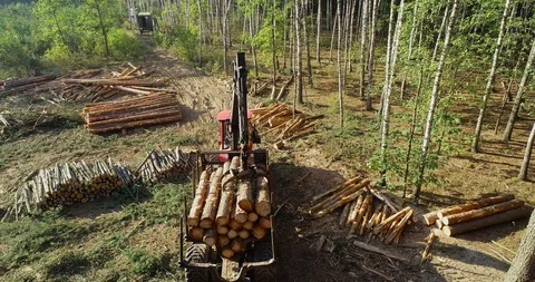 Timber loading, loading logs into a truck, timber processing, deforestation Stock Footage 106455869