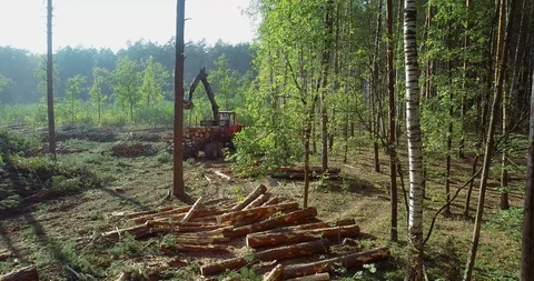 Timber loading, loading logs into a truck, timber processing, deforestation Stock Footage 111574402