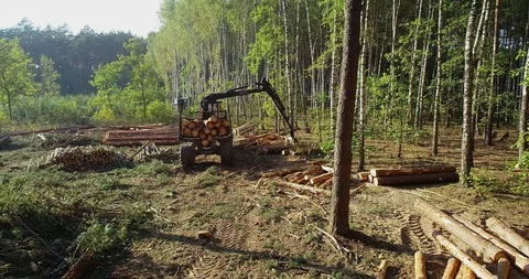 Timber loading, loading logs into a truck, timber processing, deforestation Stock Footage 114403136