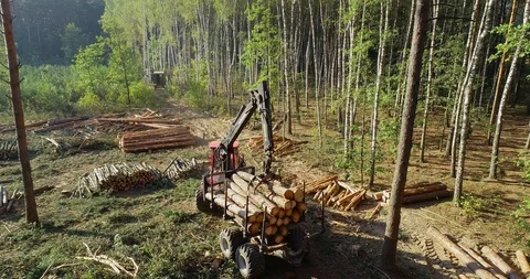 Timber loading, loading logs into a truck, timber processing, deforestation Stock Footage 115846185