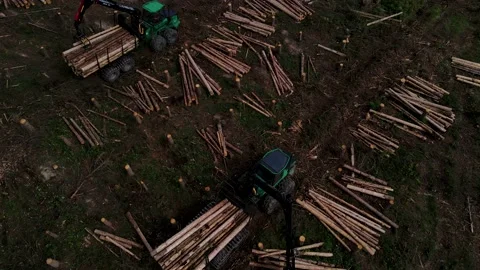 Timber loading, loading logs into a truck, timber processing, Stock Footage 161460979