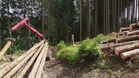 Timber loading, loading logs into a truck, timber processing, Stock Footage 161792011