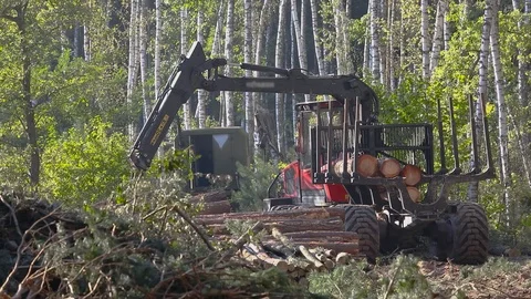 Timber loading, logging, timber loading with a claw Stock Footage 100921938