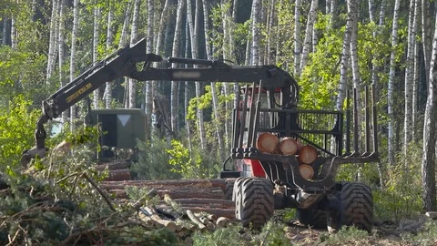 Timber loading, logging, timber loading with a claw Stock Footage 102798481