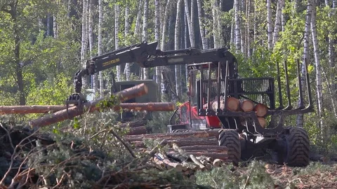 Timber loading, logging, timber loading with a claw Stock Footage 103179344