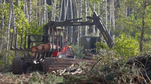 Timber loading, timber processing, deforestation, timber loading with a claw Stock Footage 100397593