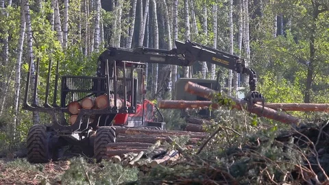 Timber loading, timber processing, deforestation, timber loading with a claw Stock Footage 103605028
