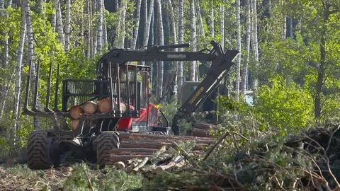 Timber loading, timber processing, deforestation, timber loading with a claw Stock Footage 106747035