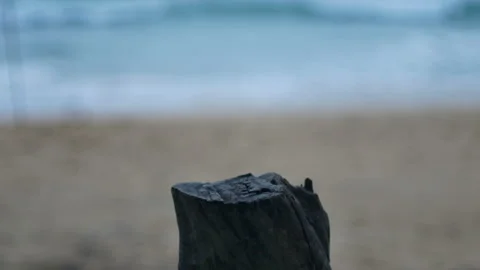Timber log dry trunk tree look like table for put your product on, blur sea w Stock Footage 132799352