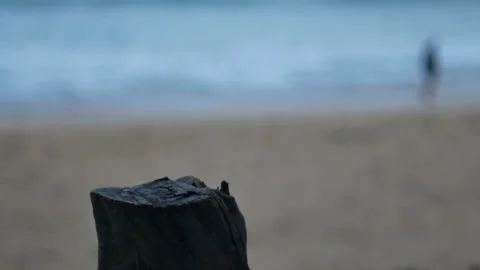 Timber log dry trunk tree look like table for put your product on, blur sea w Stock Footage 132799460