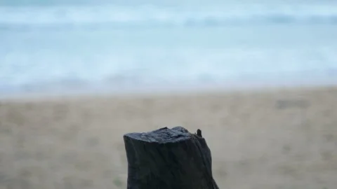 Timber log dry trunk tree look like table for put your product on, blur sea w Stock Footage 132799545