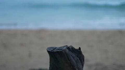Timber log dry trunk tree look like table for put your product on, blur sea w Stock Footage 132799752