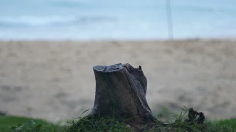 Timber log dry trunk tree look like table for put your product on, blur sea w Stock Footage 132799776