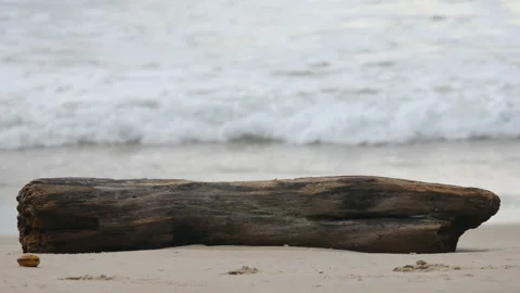 Timber log on sand beach, blur sea water hit shore background, put your produ Stock Footage 132476847