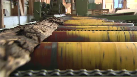 Timber log transported on industrial conveyor system Stockbeeldmateriaal 329685308