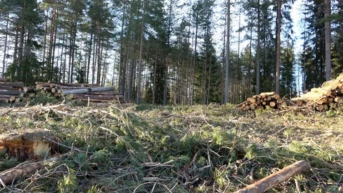 Timber logging in forest. Freshly cut tree wooden logs piled up. Wood storage Stock Footage 116476253