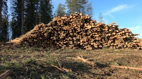 Timber logging in forest. Freshly cut tree wooden logs piled up. Wood storage Stock Footage 116476561