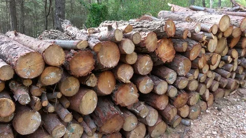 Timber logging pile in the coniferous forest Stock Footage 120414483