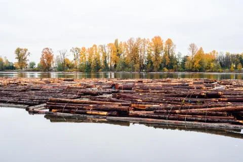 Timber logs bound and floating on river in Burnaby, BC, Canada. Stock Photos