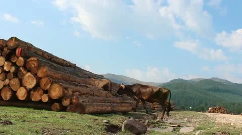 Timber logs in the depot Stock Footage 12565432