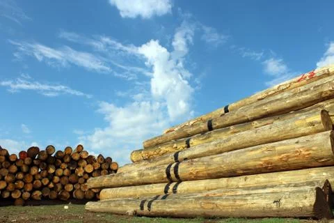 Timber logs in the depot Stock Photos