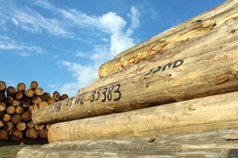 Timber logs in the depot Stock Photos