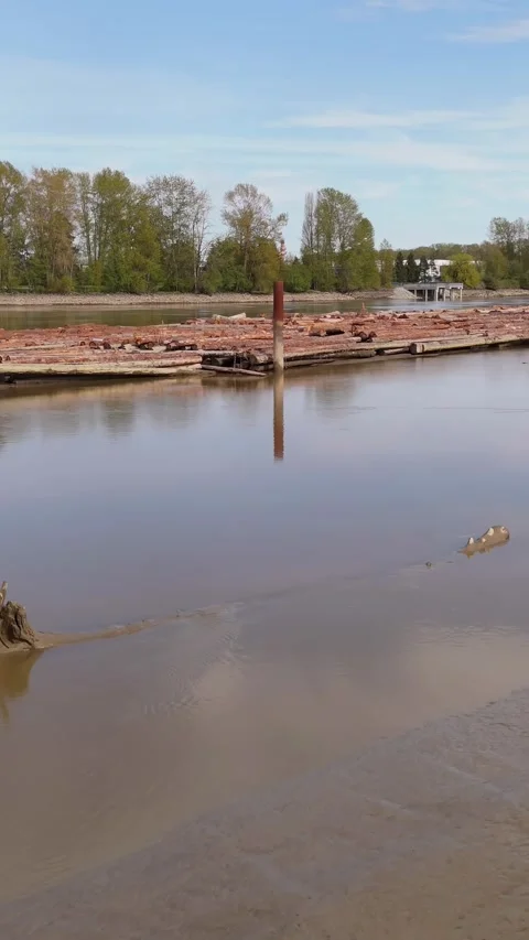 Timber logs floating on a calm, wide river in British Columbia, Canada on a Stock Footage 313049654