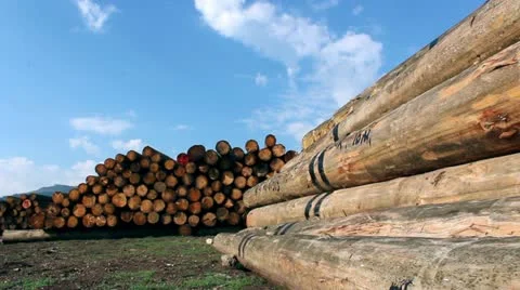 Timber logs Stock Footage 12547351