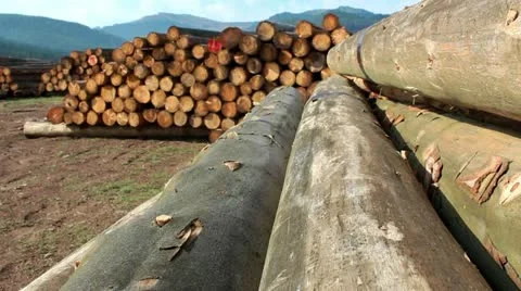 Timber logs Stock Footage 12722038
