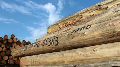 Timber logs Stock Footage 12730595