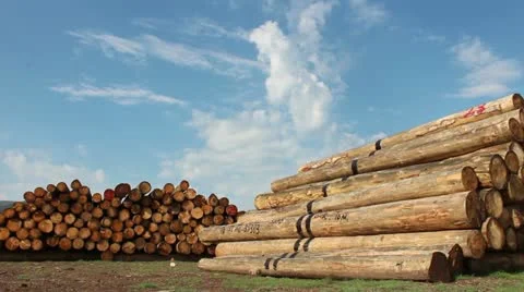Timber logs in the forest Stock Footage 12524913
